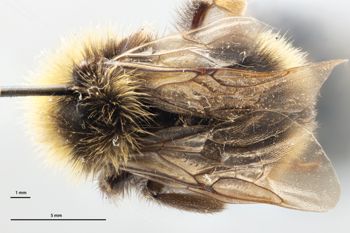 Media type: image;   Entomology 813739 Description: Specimen documentation photo of habitus dorsal viewfrom specimen MCZ:Ent:813739, captured on2025-02-06;  Aspect: habitus dorsal view